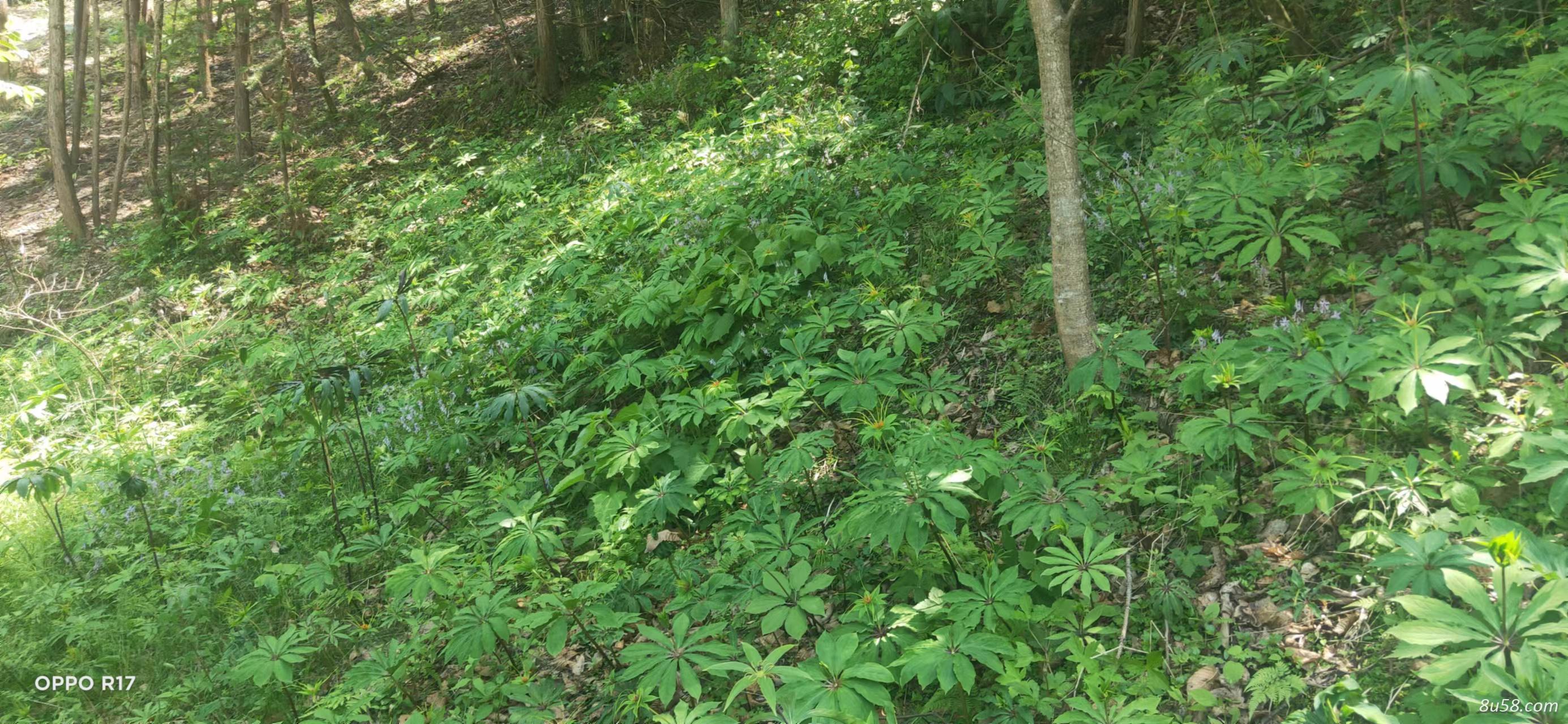 重楼（七叶一枝花）五年生