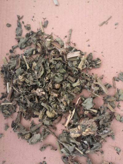 中药材狗舌草批发零售 狗舌草哪里能买到