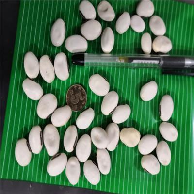 刀豆哪里能买到 中药材刀豆多少钱一斤