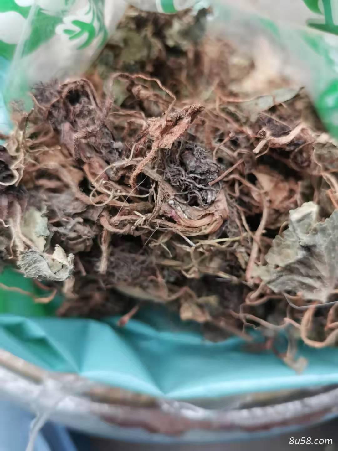 中药材虎耳草哪里有卖 虎耳草多少钱