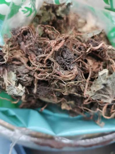中药材虎耳草哪里有卖 虎耳草多少钱