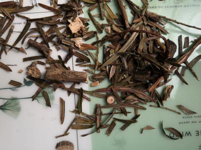 我想买红豆杉 红豆杉多少钱一斤