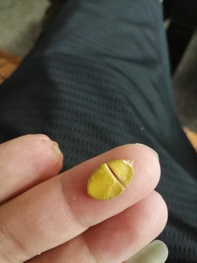 大量供应南瓜籽