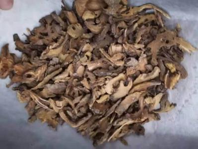 红车轴草哪里有卖 红车轴草批发零售