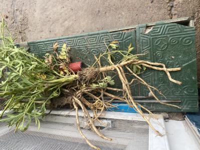 我有20亩防风出售