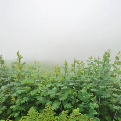 贵州高海拔 深山野生博落回，50吨左右，需要的老板联系