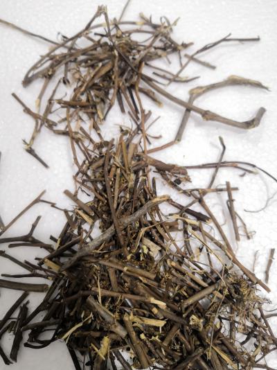 中药含羞草哪里有卖 含羞草多少钱一斤