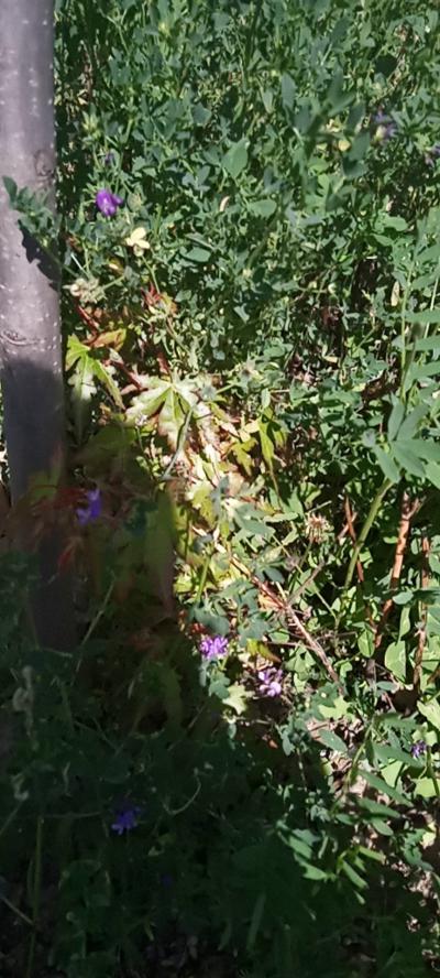 甘肃野生淫羊藿