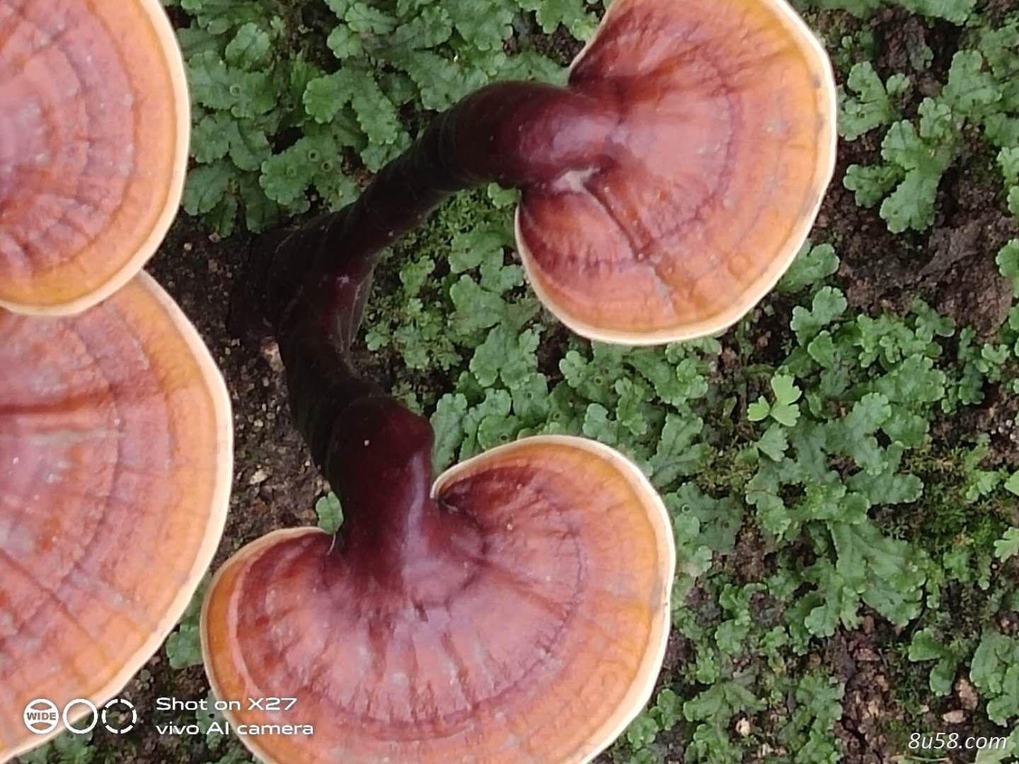 白肉藏灵芝销售