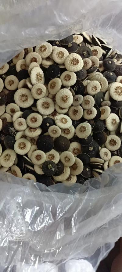 枳壳出售