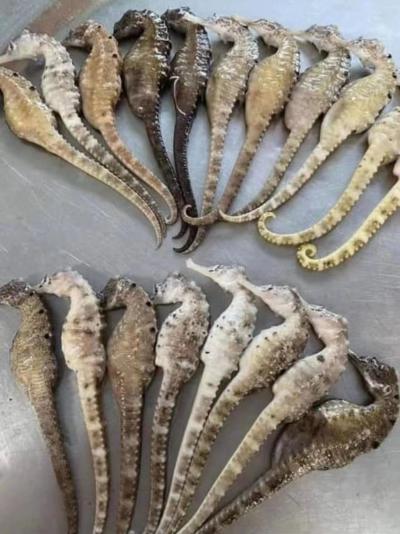 大量优质海马供应