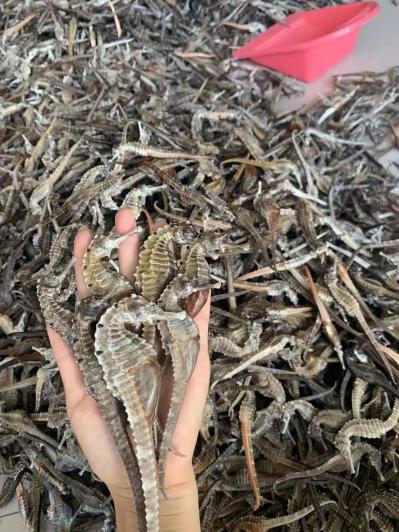 售大量干海马