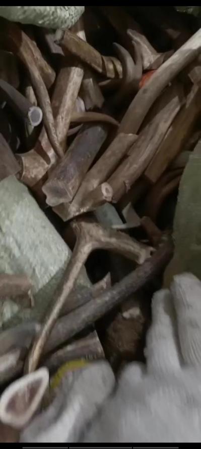 俄罗斯驯鹿鹿角