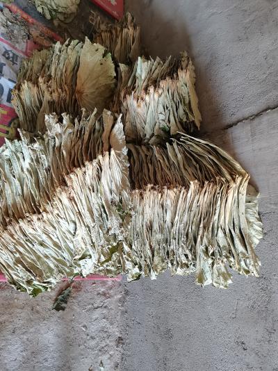 莲叶药材，莲叶茶