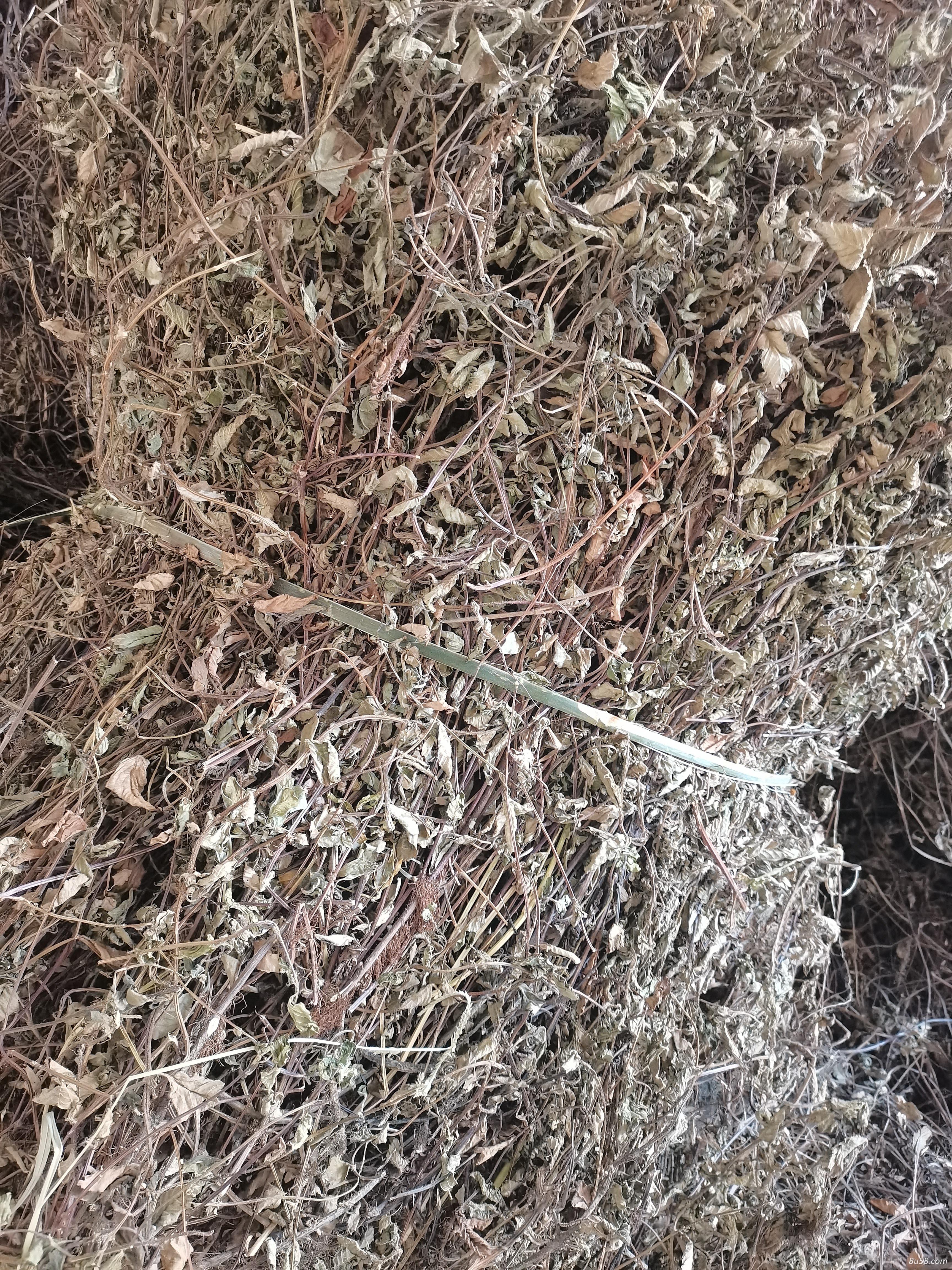 凉粉草干货，仙草干货