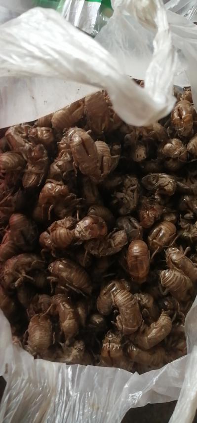 一点点蝉蜕