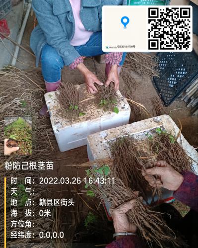 江西粉防己 土木香根茎苗，筷子以上大籽育一年生，提早产品上市 秋冬种植首选易种活。