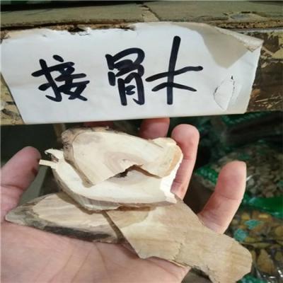 接骨木哪里有卖 接骨木供应电话