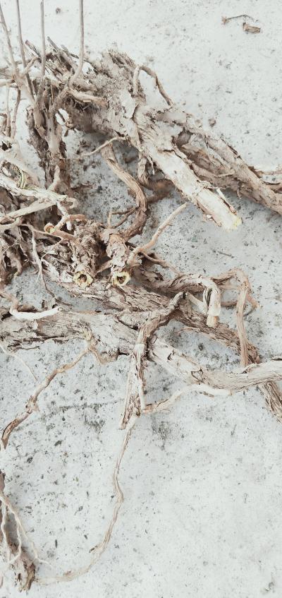 自产直播10年货5吨
