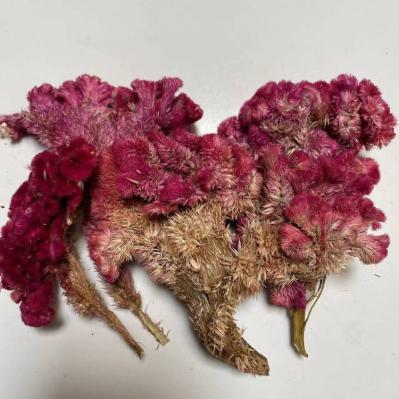 鸡冠花哪里有卖 鸡冠花多少钱一斤