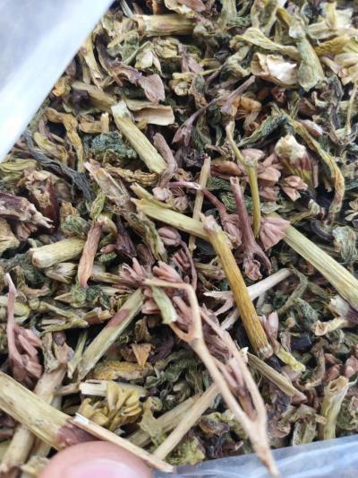 景天三七哪里能买到 景天三七多少钱一斤