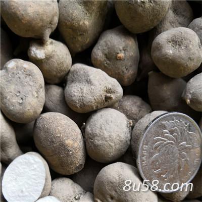 金丝吊葫芦哪里有卖 金丝吊葫芦多少钱一斤