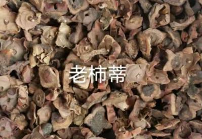 供柿蒂（野生）