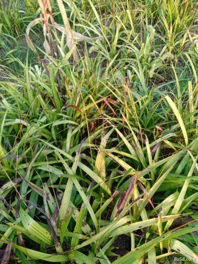 白芨供应