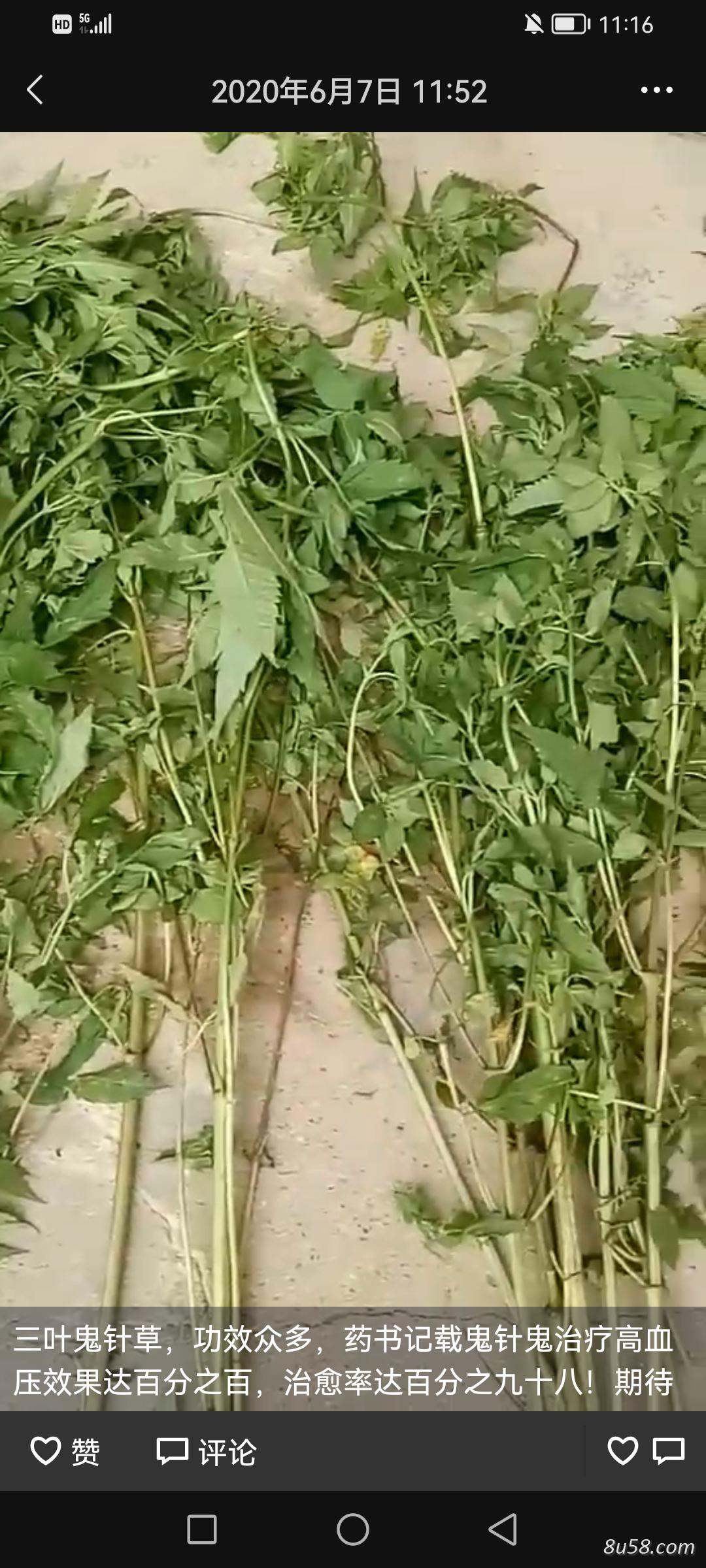 鬼针草