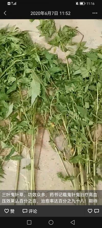 鬼针草