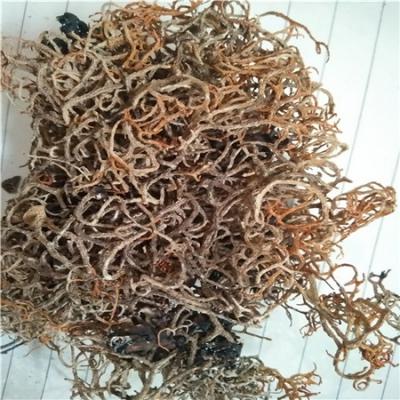 金刷把批发零售 中药材金刷把供应