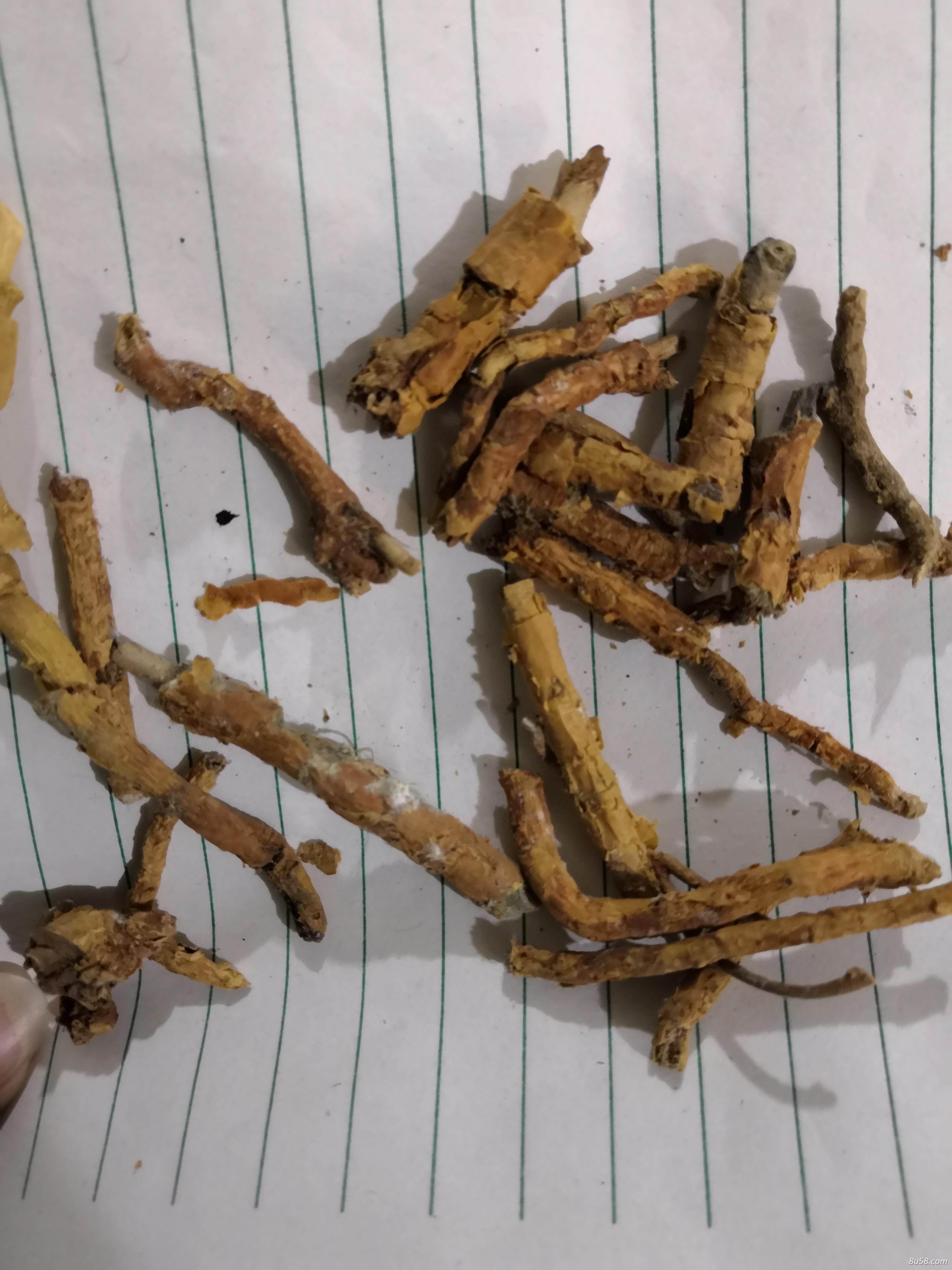 鸡骨香哪里有卖 鸡骨香批发零售