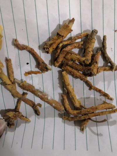 鸡骨香哪里有卖 鸡骨香批发零售