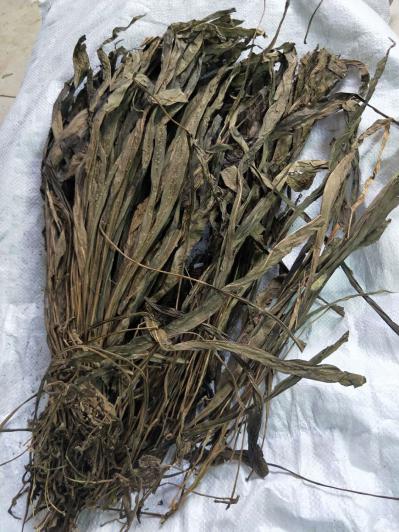 金星草哪里有卖 中药材金星草批发零售