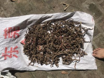 零售批发石菖蒲