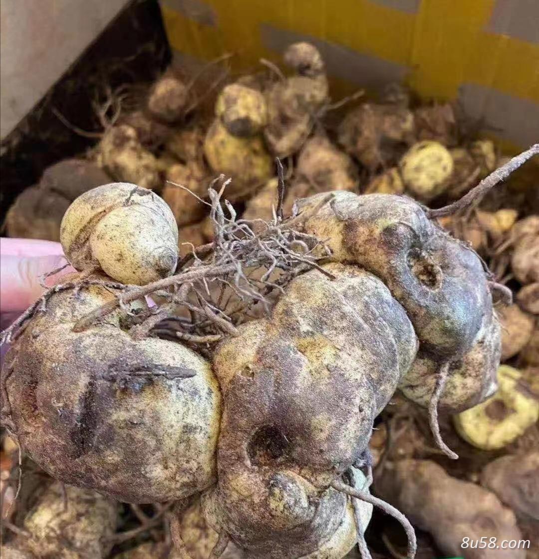 黄精鲜货出售
