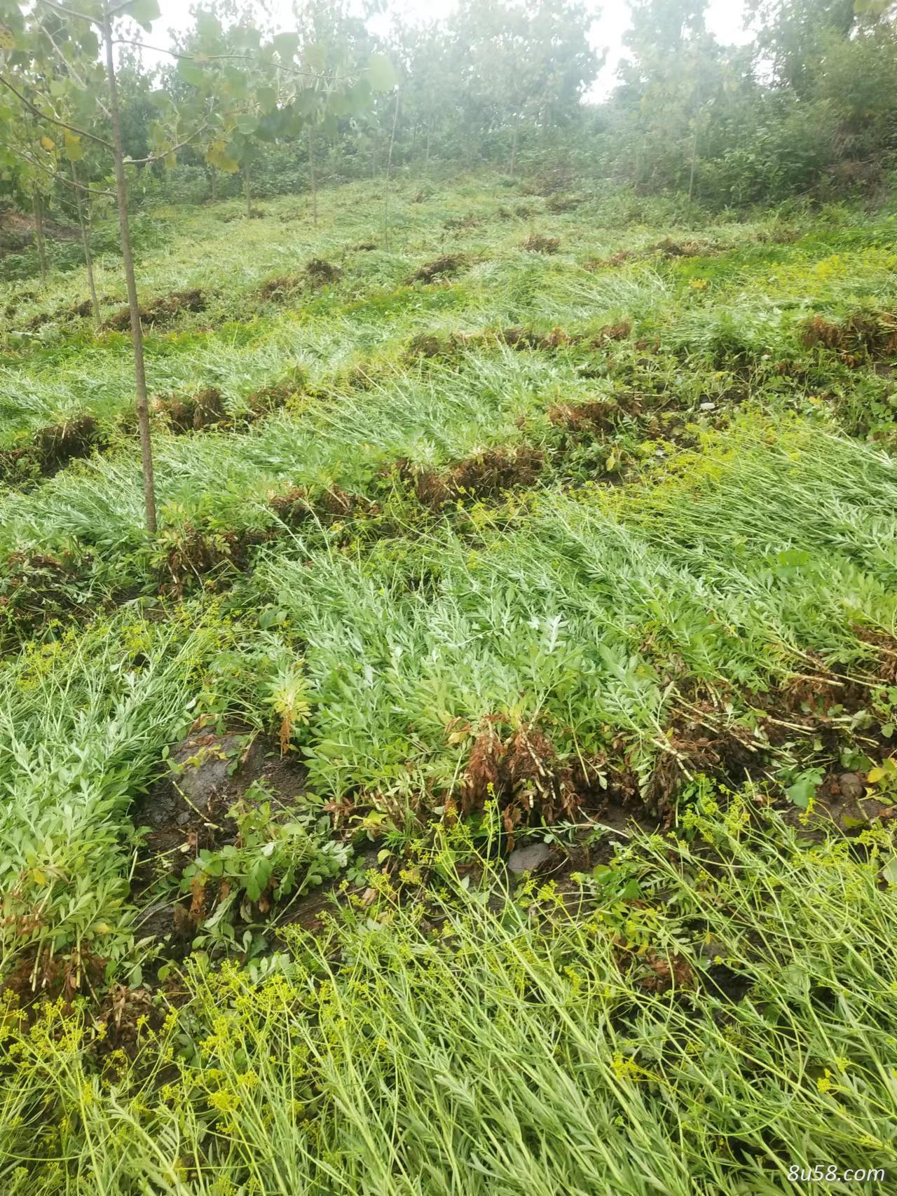 大量出售黄花败酱