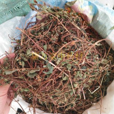 中药材捆仙绳哪里有卖 捆仙绳批发零售