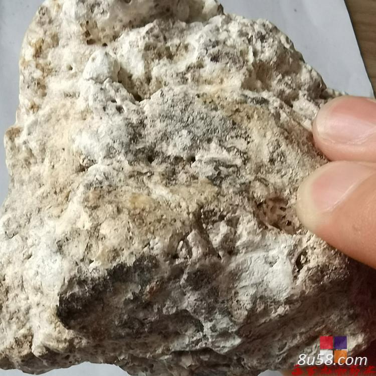 中药材龙涎香供应 龙涎香批发零售
