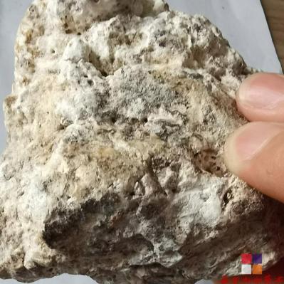 中药材龙涎香供应 龙涎香批发零售