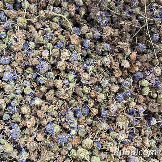 中药材蓝盆花哪里有卖 蓝盆花每日报价