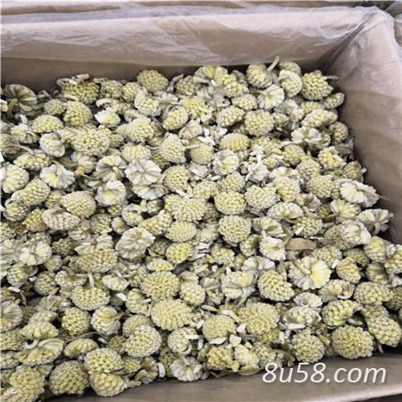 绿萝花哪里有卖 绿萝花多少钱