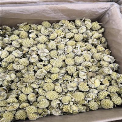 绿萝花哪里有卖 绿萝花多少钱