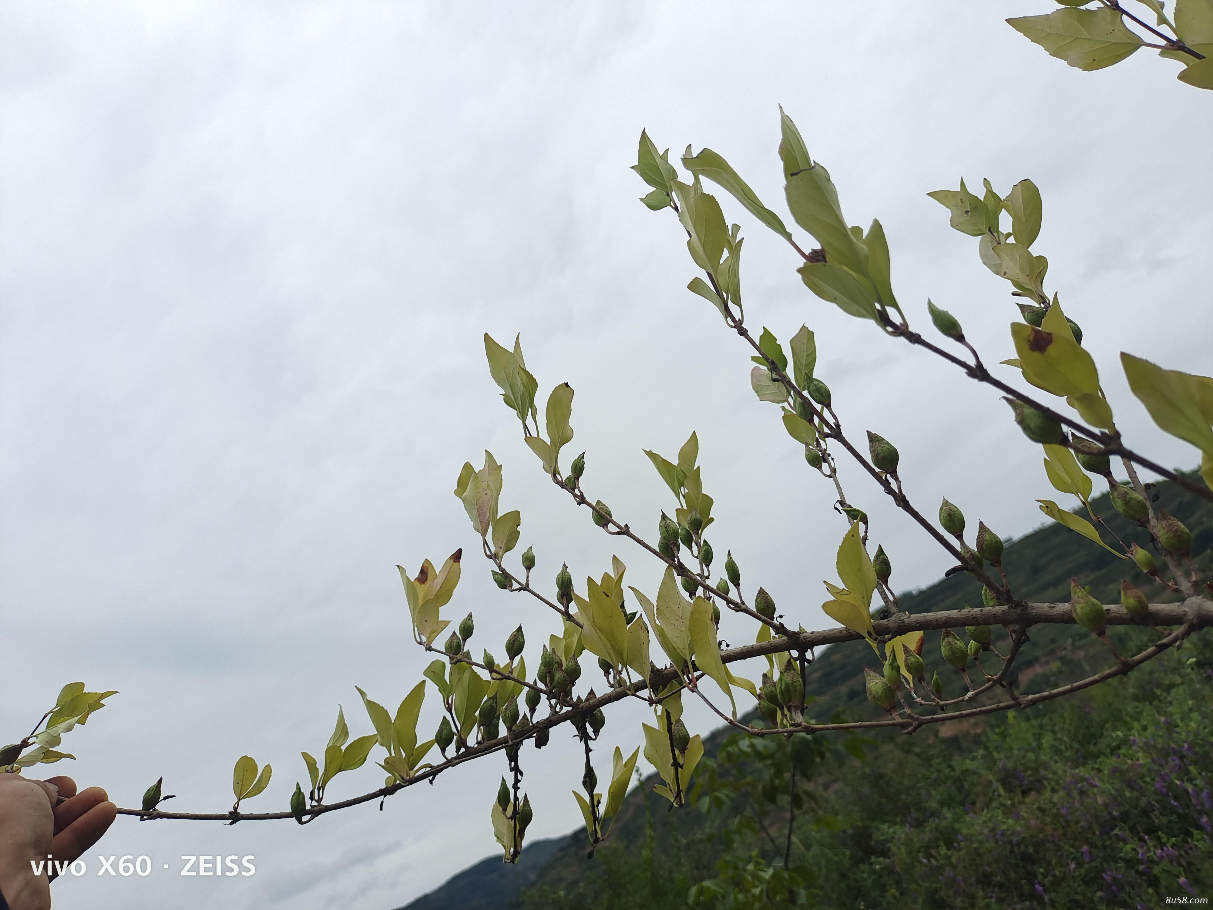 连翘树苗