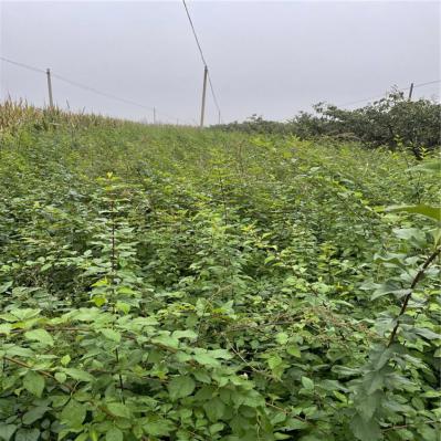 药用连翘树苗基地 123年生连翘苗量大