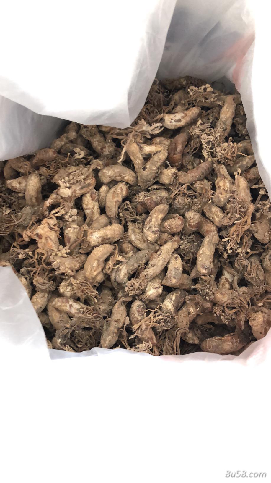 大量出售金蝉花