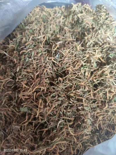 出售野生金银花