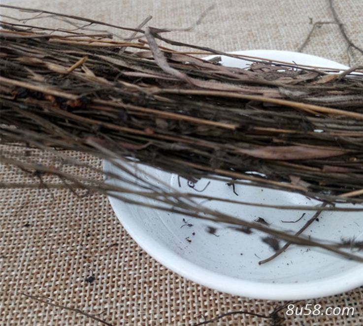 茅膏菜哪里能买到 茅膏菜每日报价