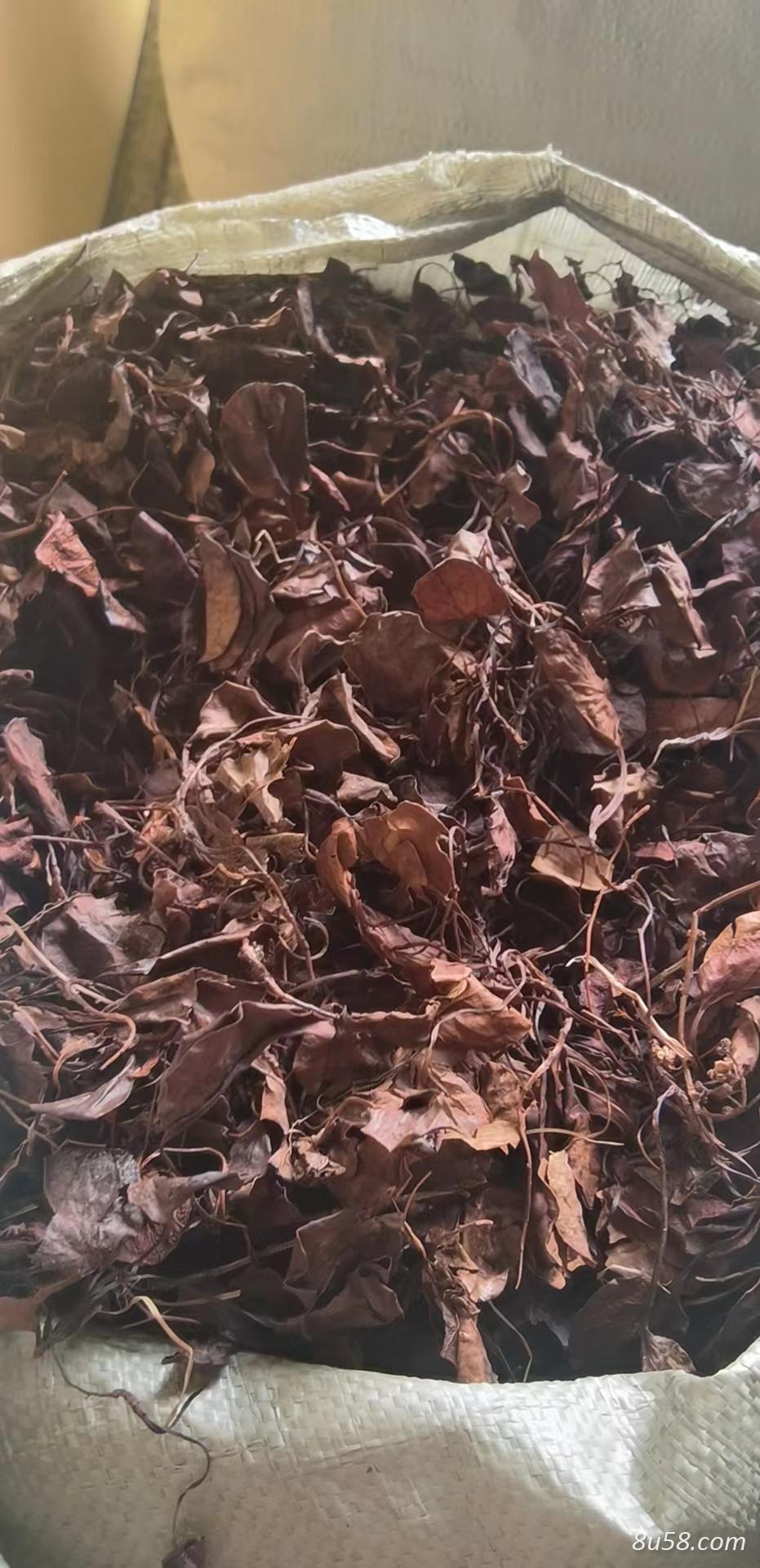 鹿衔草干货净草大货