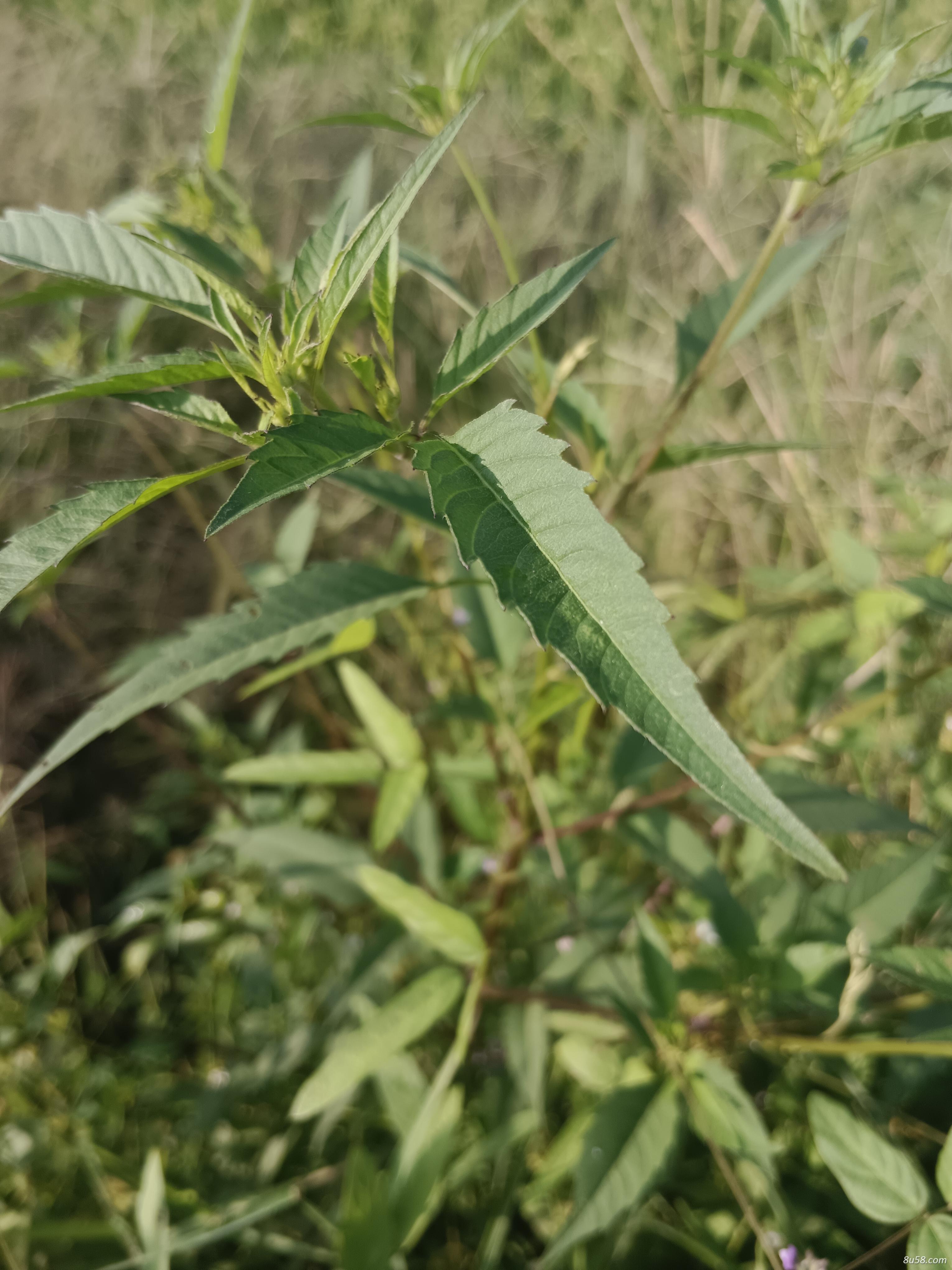 湖南南岳特产，鬼针草
